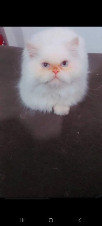 Chat persan