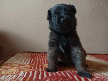 Chiots malinois