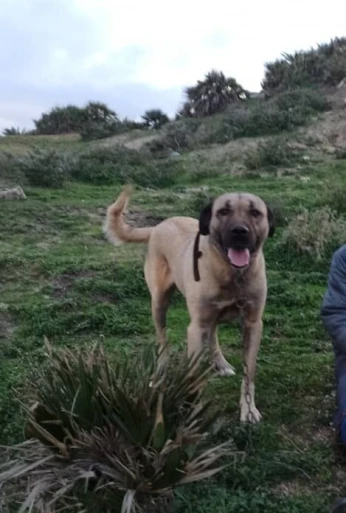 Kangal