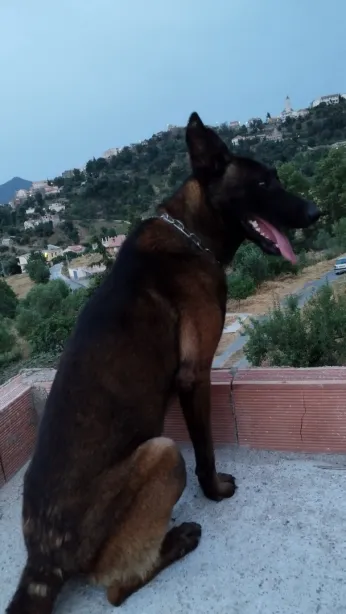 Malinois pure race