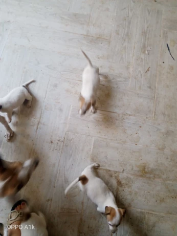 Chiots de 5 semaines de race jack russell terrier
