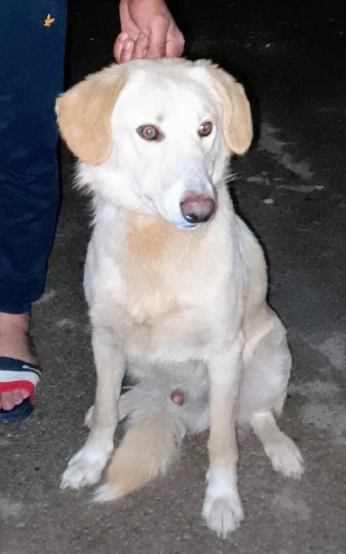 Labrador