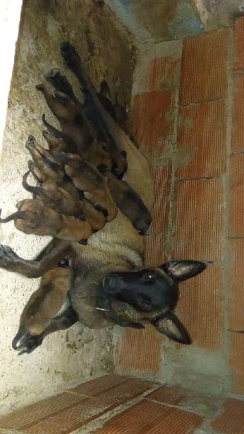 Malinois 1.5mois