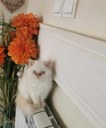 Chats Persan