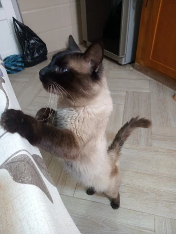 Siamois