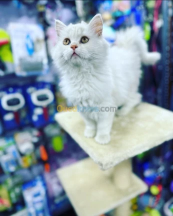 Chat persan
