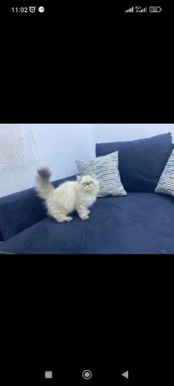 Chat persan