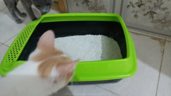 Bac à litiere pour chats (avec Livraison)