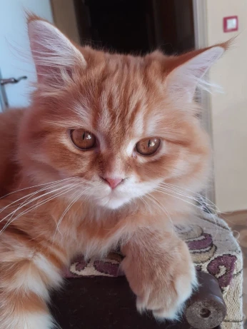 Chat person chirazi