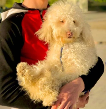 Canich bichon mal chbab