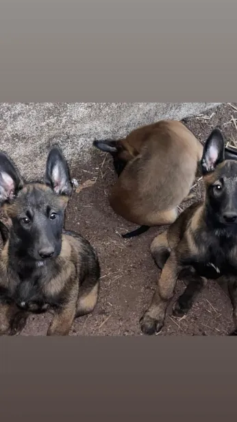 Malinois