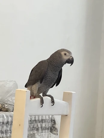 Perroquet gaboni jeune