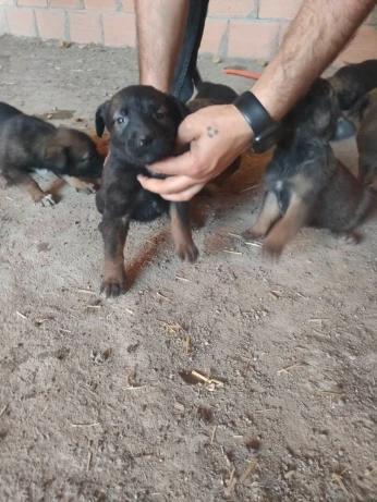 Chien Malinoi