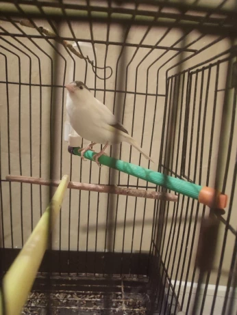 Canari Albinos