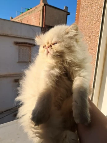 Persan chat Himalaya