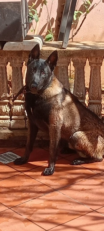 Chien malinois age 6 mois كلب مالينوا في عمرو ستة أشهر