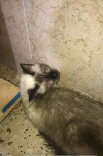 Siamois