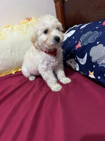 Femelle Bichon nain