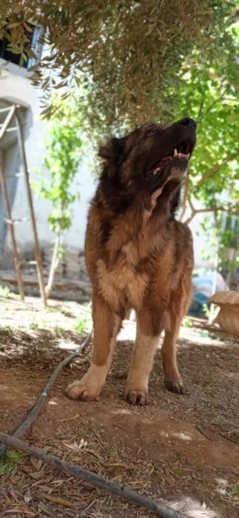 عين وسارة