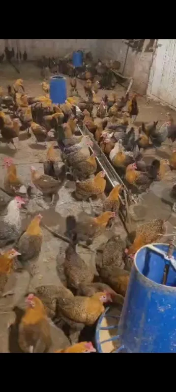 دجاج فيومي للبيع ب الجملة و ديطاي