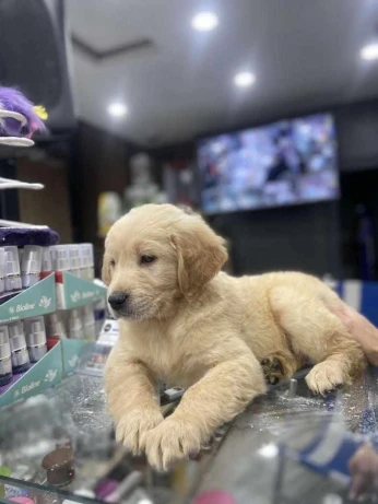 Golden retriever 