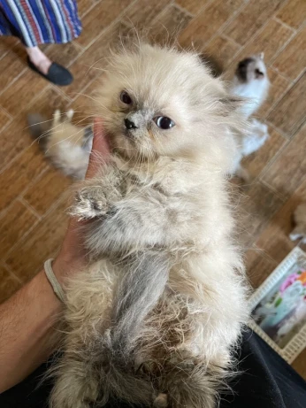 Chatons persan