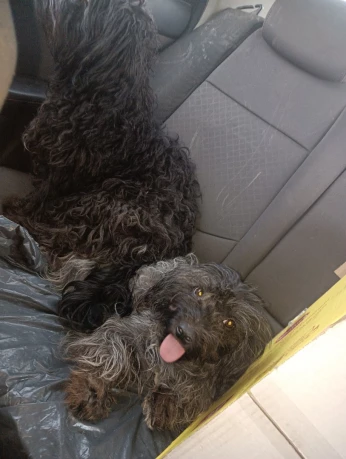 Caniche