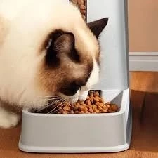 Chat siamois femelle grande