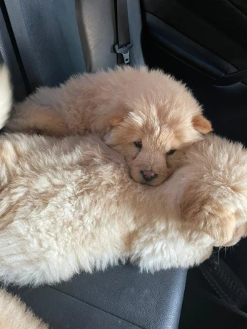 chow-chow