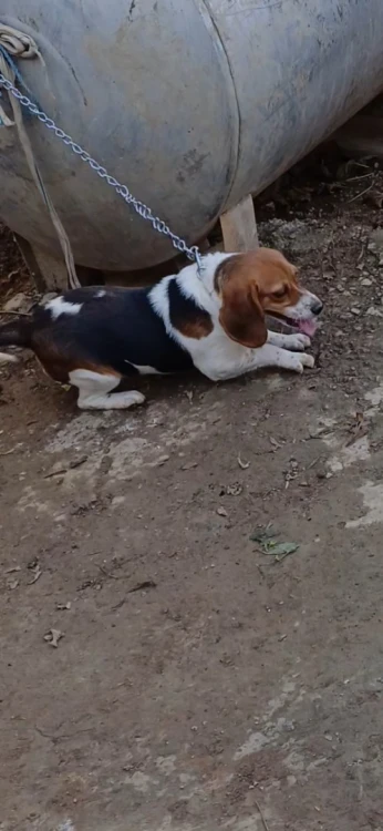 Beagle