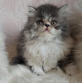 Chat persan