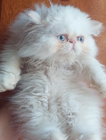 Chat persan mâle