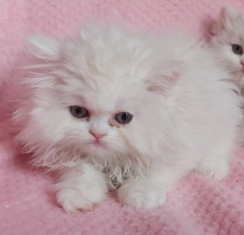Chat persan mâle
