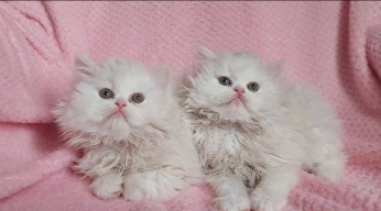 Chat persan femelle