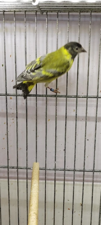 Tarin Magellan sd coupleur canari 23