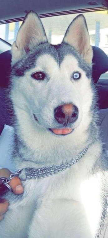 Chien husky sebirien
