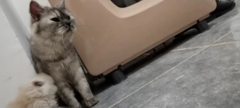 Chat person