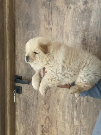 CHIOTS CHOWCHOW