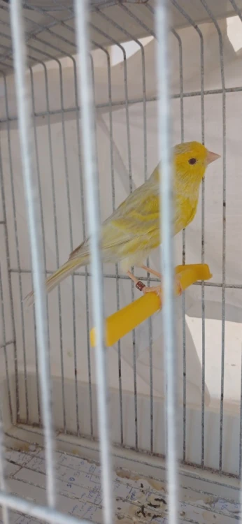 Canari satiné