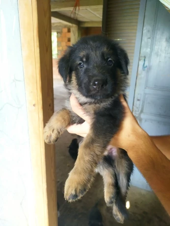 Chiot Berger Allmand