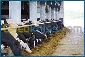 Vente de Vaches laitières - Montbéliard, Holstein très bonne qualitée