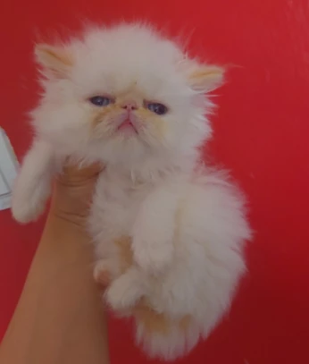 Femelle peke face