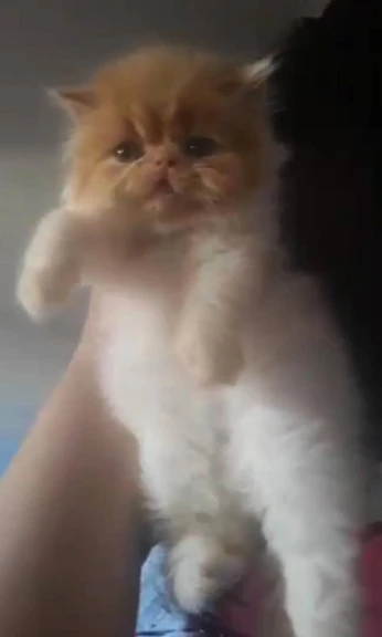 Femelle peke face
