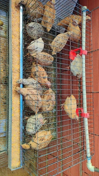 Cage avec les cailles
