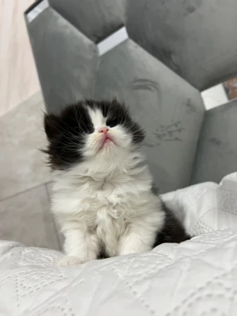 Persan himalayen x chichilla