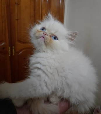 Chat persan himalayen