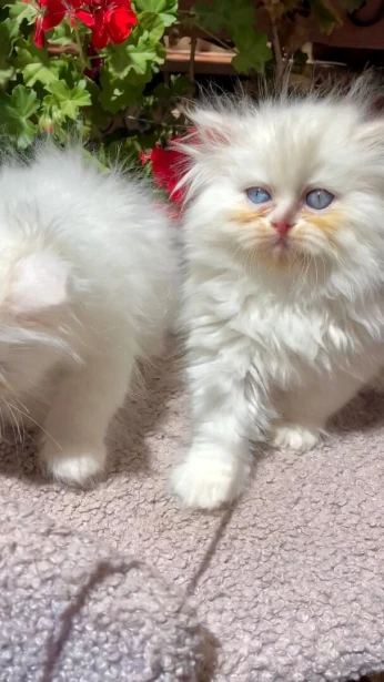 Chat Persan aux yeux vairons