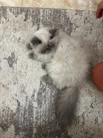 Chaton persan Himalaya