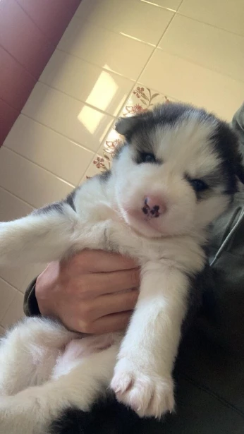 Chiot husky 1 mois
