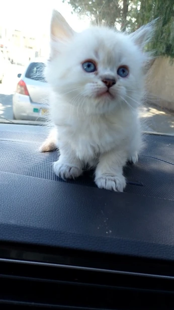 Chatons de race